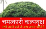 कल्पवृक्ष : कैसा है, कहां है, क्या-क्या चमत्कार कर सकता है ? सब जानिए यहां...