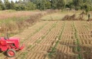मौत की फसल  पर चला मनातू प्रशासन का ट्रैक्टर