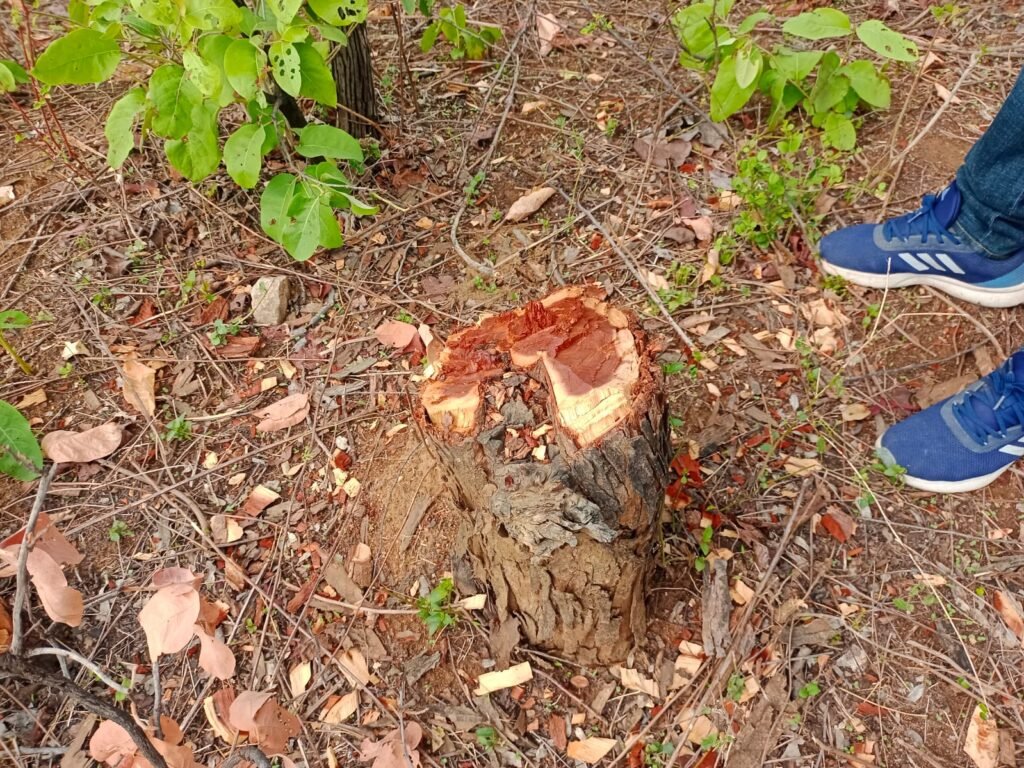 पाटन के इमली की जंगलो की कटाई मे तेजी वन विभाग के कर्मचारी मौन !