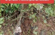 जंगल में मिला अर्धनग्न महिला का शव, महिला के घर वालों ने जताया हत्या की आशंका।