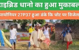 हाइब्रिड धानो का हुआ मुकाबला पायोनियर 27P37 हुआ डंके कि चोट पर विजेता