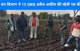 बड़ी कार्रवाई :  वन विभाग ने 15 एकड़ अवैध अफीम की खेती नष्ट की
