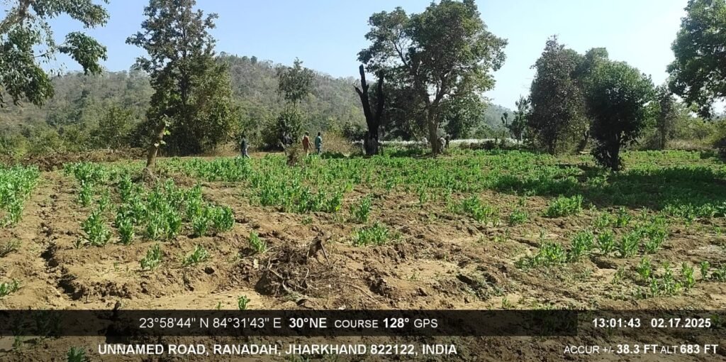 वन विभाग एवं पुलिस की संयुक्त कार्रवाई में 18 एकड़ अवैध अफीम की फसल नष्ट