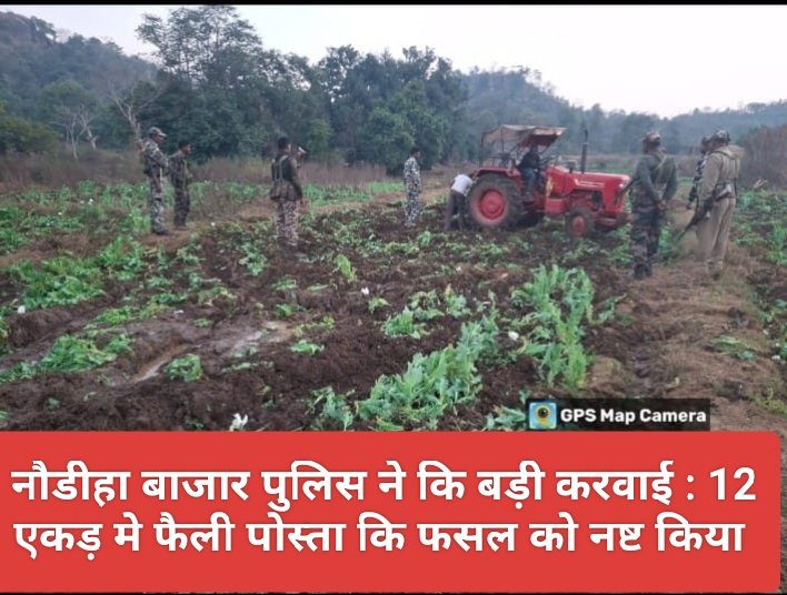नौडीहा बाजार पुलिस ने कि बड़ी करवाई : 12 एकड़ मे फैली पोस्ता कि फसल को नष्ट किया 