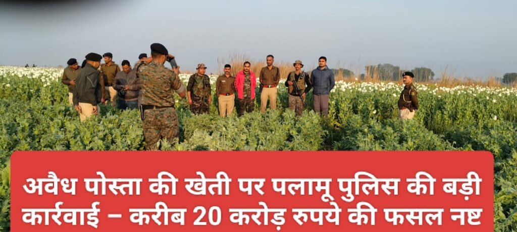 अवैध पोस्ता की खेती पर पलामू पुलिस की बड़ी कार्रवाई – करीब 20 करोड़ रुपये की फसल नष्ट