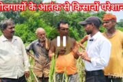 राजहरा में नीलगाय का आतंक: किसानों की फसलें बर्बाद