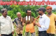 राजहरा में नीलगाय का आतंक: किसानों की फसलें बर्बाद