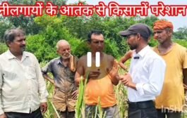 राजहरा में नीलगाय का आतंक: किसानों की फसलें बर्बाद