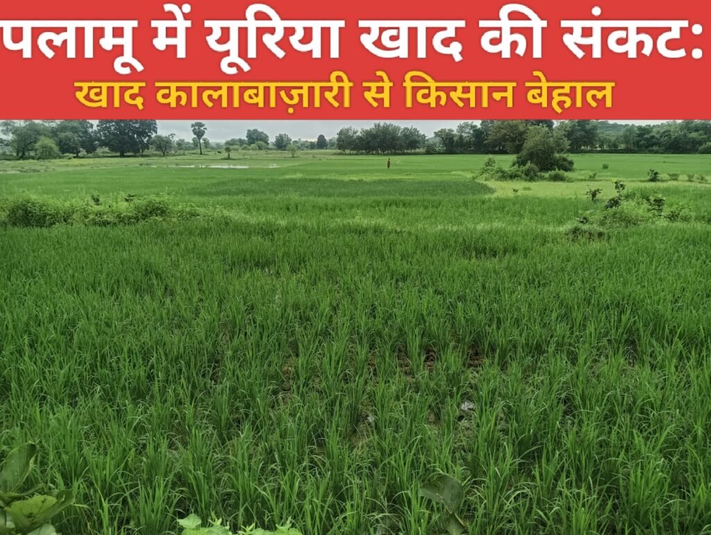 पलामू में खाद संकट: कालाबाज़ारी से बेहाल किसान, विभाग पर उठे सवाल