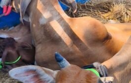 विंढमगंज में दिनदहाड़े गौ तस्करी पकड़ी गई, ग्रामीणों में आक्रोश