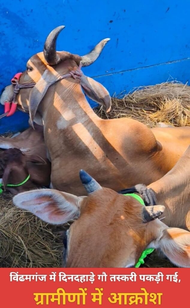 विंढमगंज में दिनदहाड़े गौ तस्करी पकड़ी गई, ग्रामीणों में आक्रोश