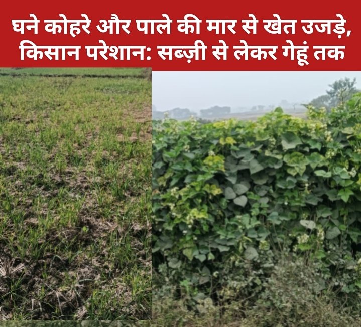 घने कोहरे और पाले की मार से खेत उजड़े, किसान परेशान: सब्ज़ी से लेकर गेहूं तक