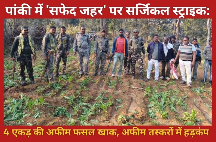 पांकी में 'सफेद जहर' पर सर्जिकल स्ट्राइक: 4 एकड़ की अफीम फसल खाक, अफीम तस्करों में हड़कंप
